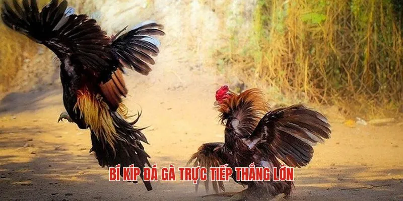 Bí kíp chinh phục thành công khi đặt cược đá gà trực tiếp