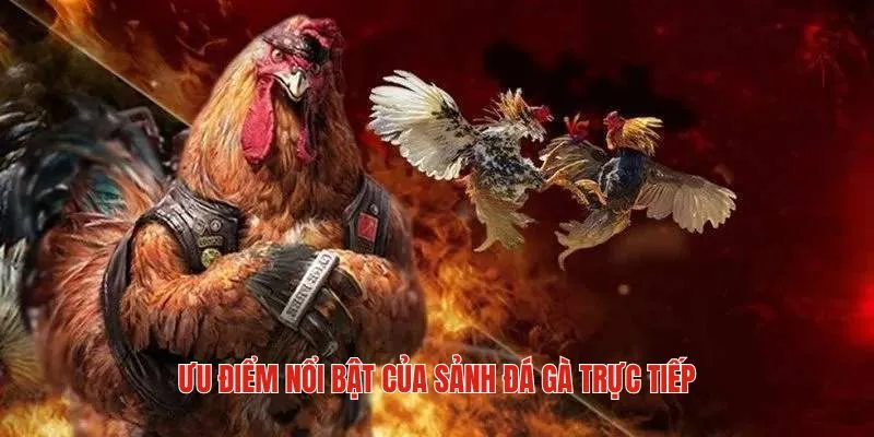 Điểm mạnh cuốn hút nhất của sảnh đá gà trực tiếp